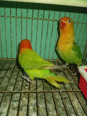 Lovebirds Colorful Male Female Confirmed