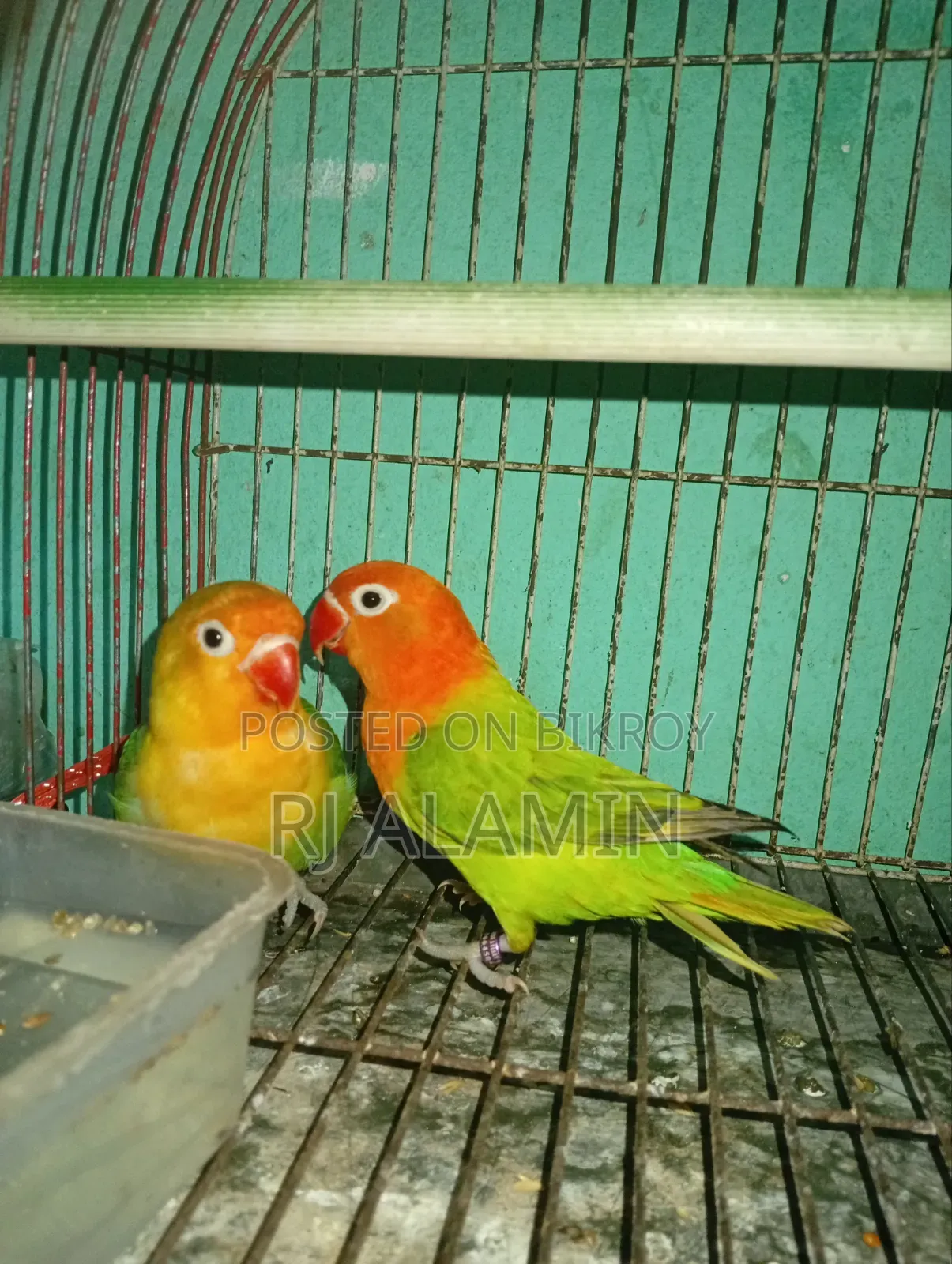 Lovebirds Colorful Male Female Confirmed