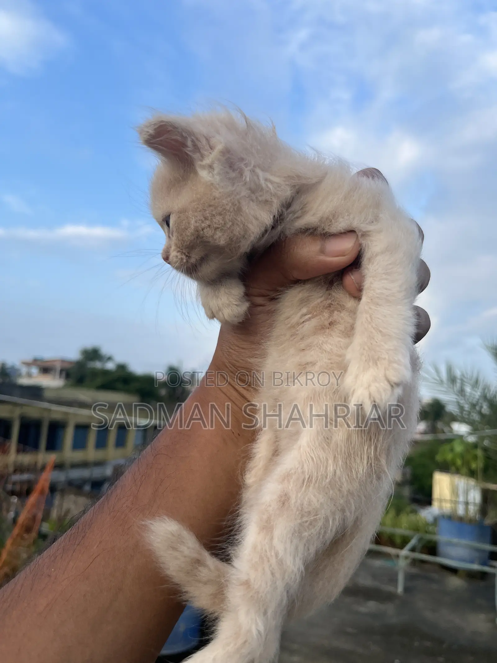১-৩ মাসের ফিমেল পিওরব্রেড পার্সিয়ান