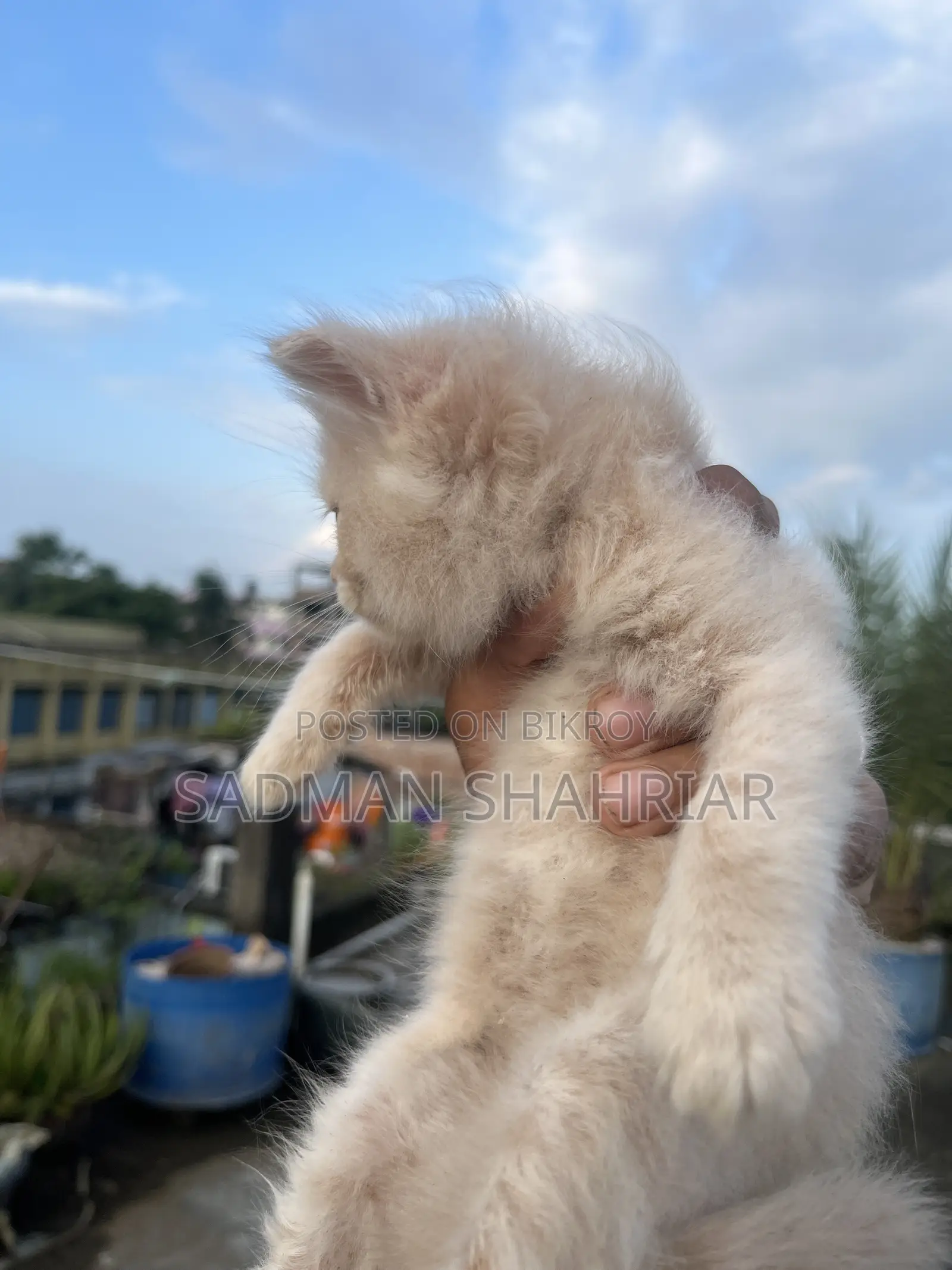 ১-৩ মাসের ফিমেল পিওরব্রেড পার্সিয়ান