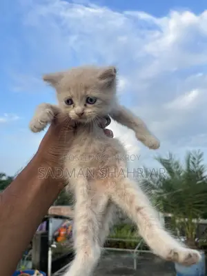 ১-৩ মাসের ফিমেল পিওরব্রেড পার্সিয়ান