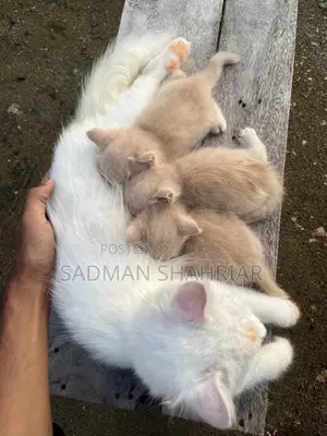 ১-৩ মাসের ফিমেল পিওরব্রেড পার্সিয়ান