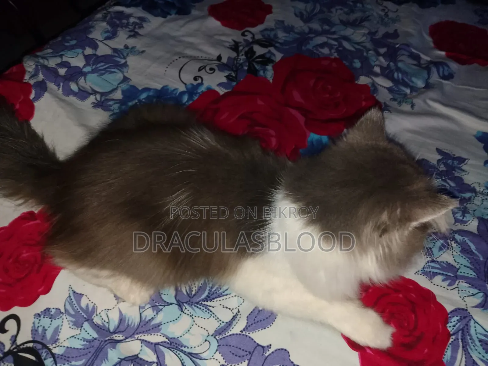 1+ year Male Mixed Breed Persian