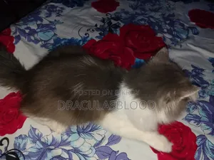 1+ year Male Mixed Breed Persian