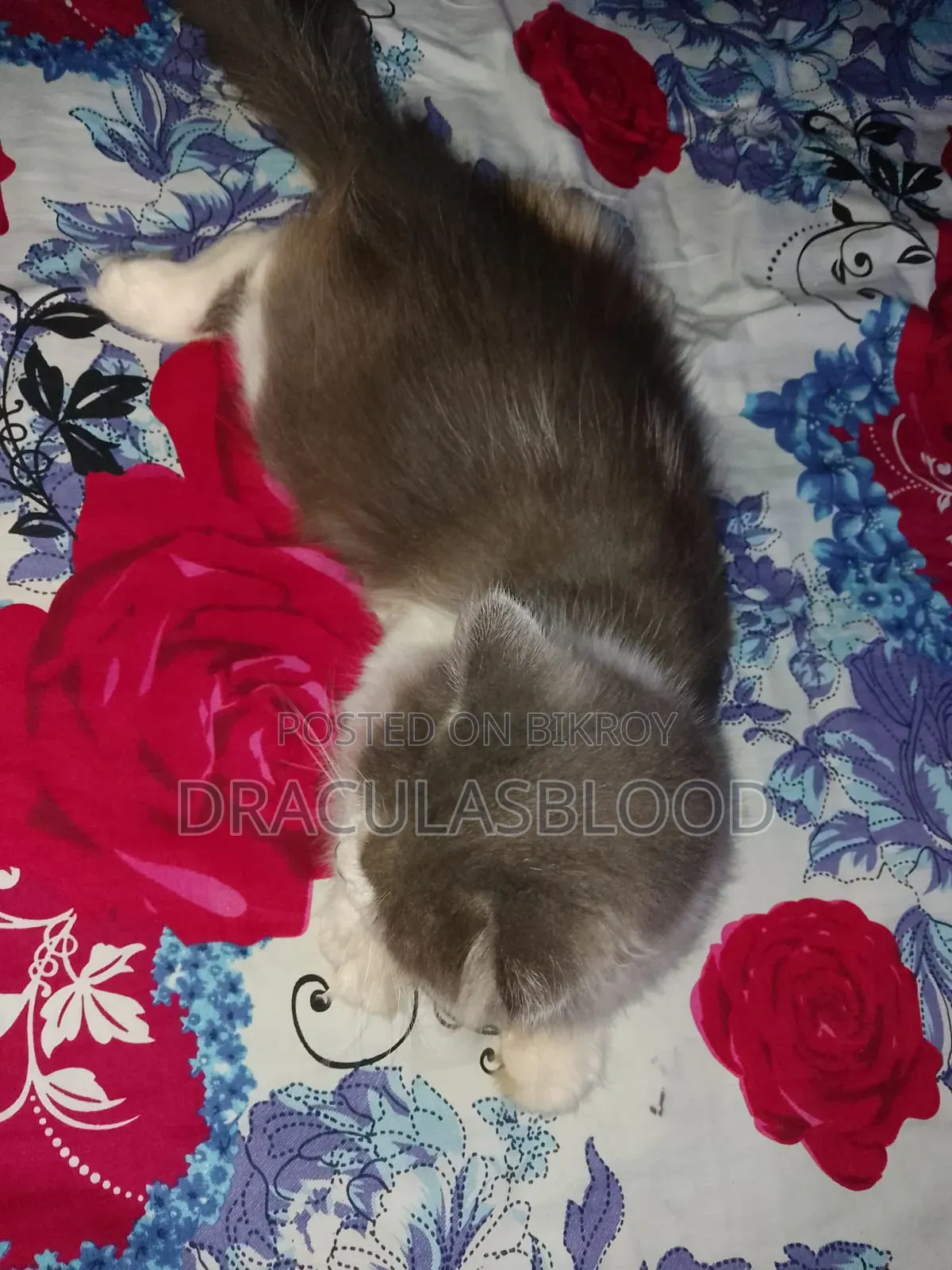 1+ year Male Mixed Breed Persian