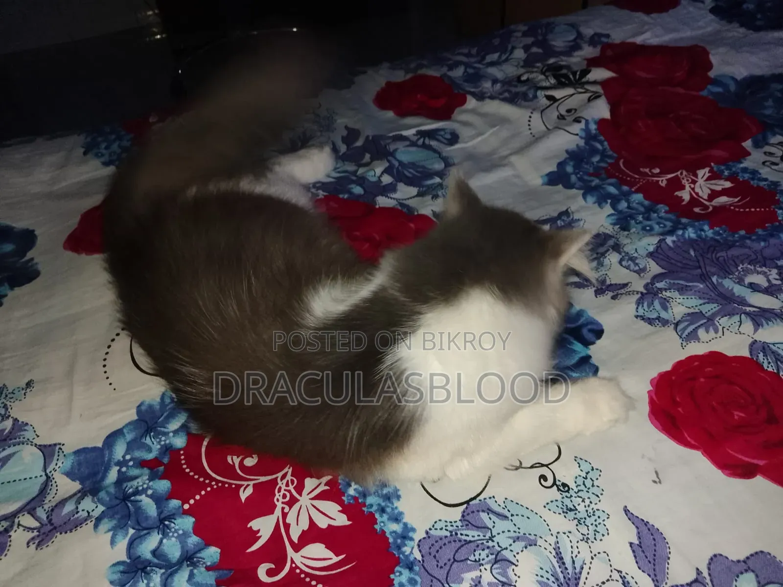 1+ year Male Mixed Breed Persian