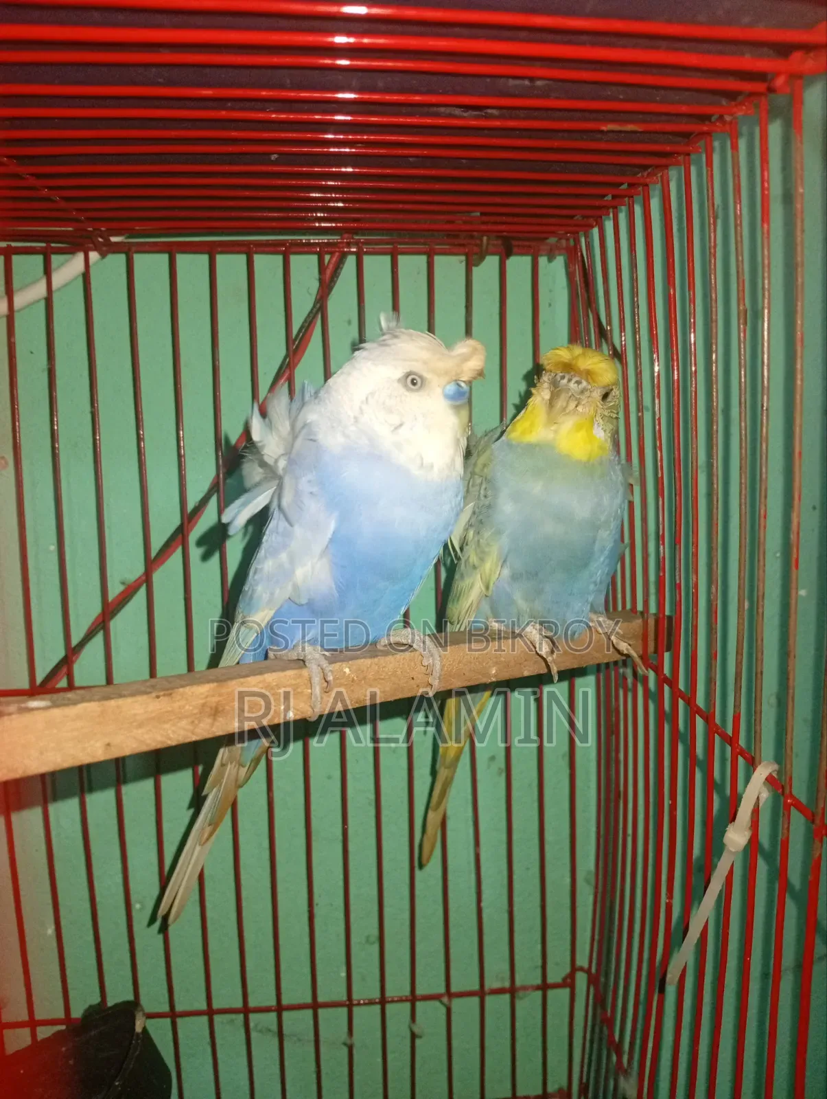 জিপি কালারফুল পাখি