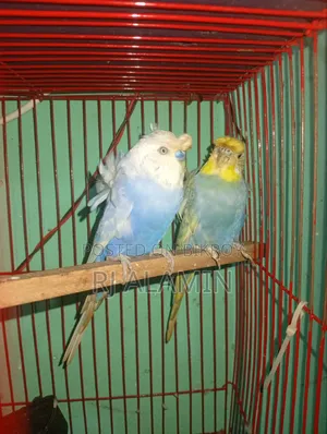 জিপি কালারফুল পাখি
