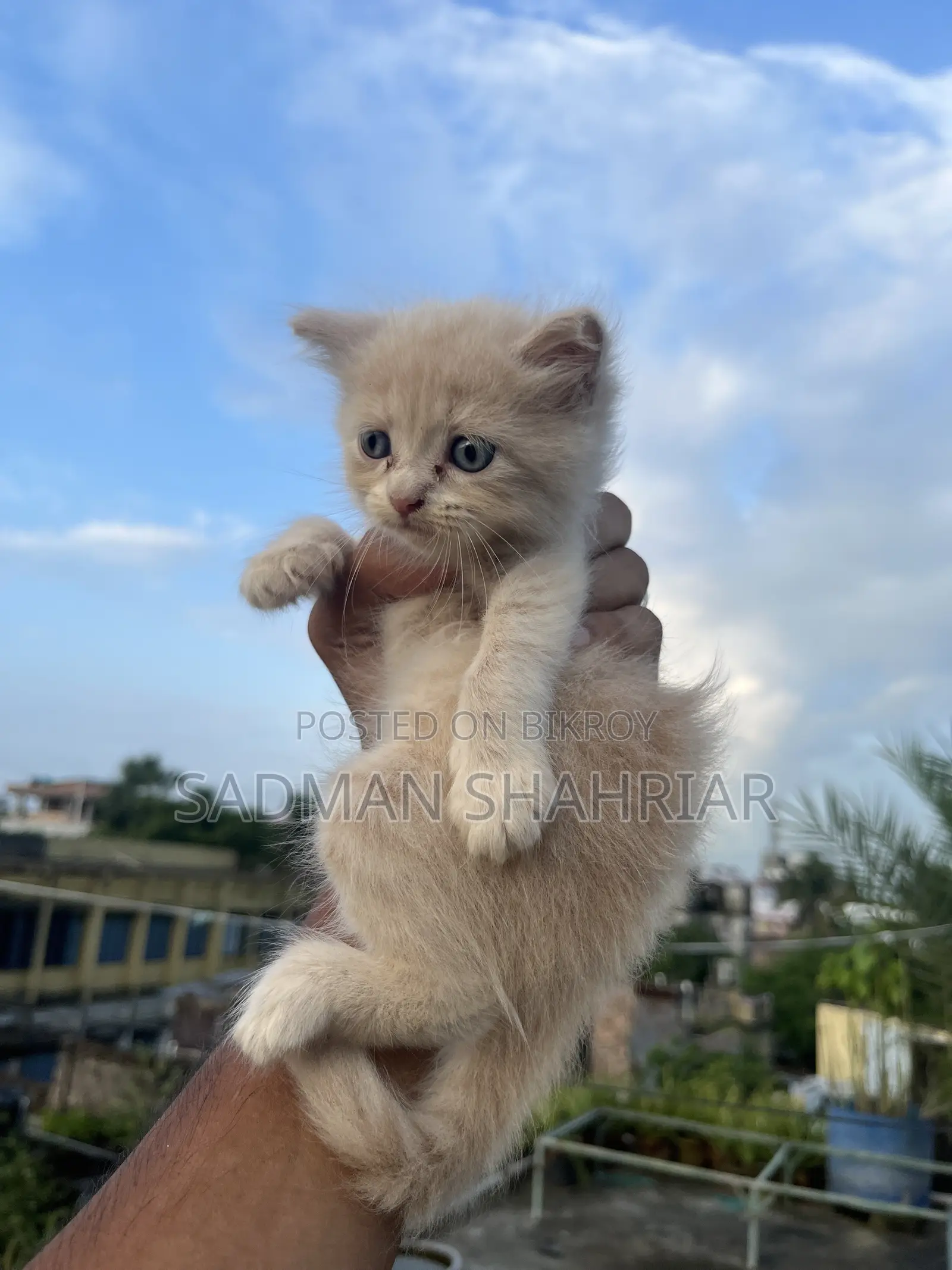 1-3 Months Male Purebred Persian