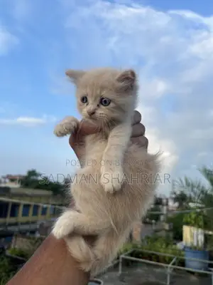 1-3 Months Male Purebred Persian