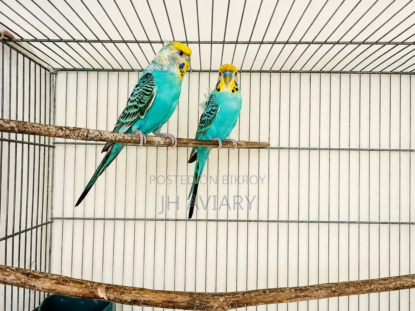 রানিং জাপানিজ বাজিগর পাখি