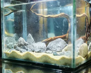 Betta Fish Tank