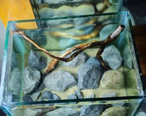 Betta Fish Tank