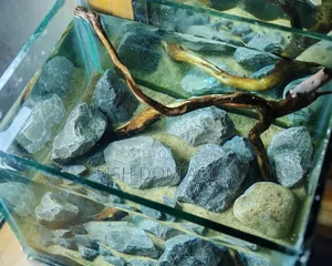 Betta Fish Tank