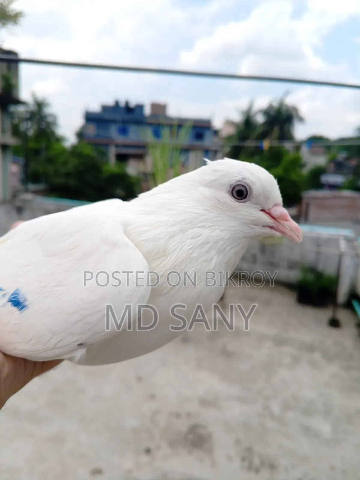 Highfly Pigeon