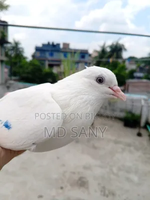 Highfly Pigeon