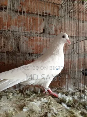 Highfly Pigeon