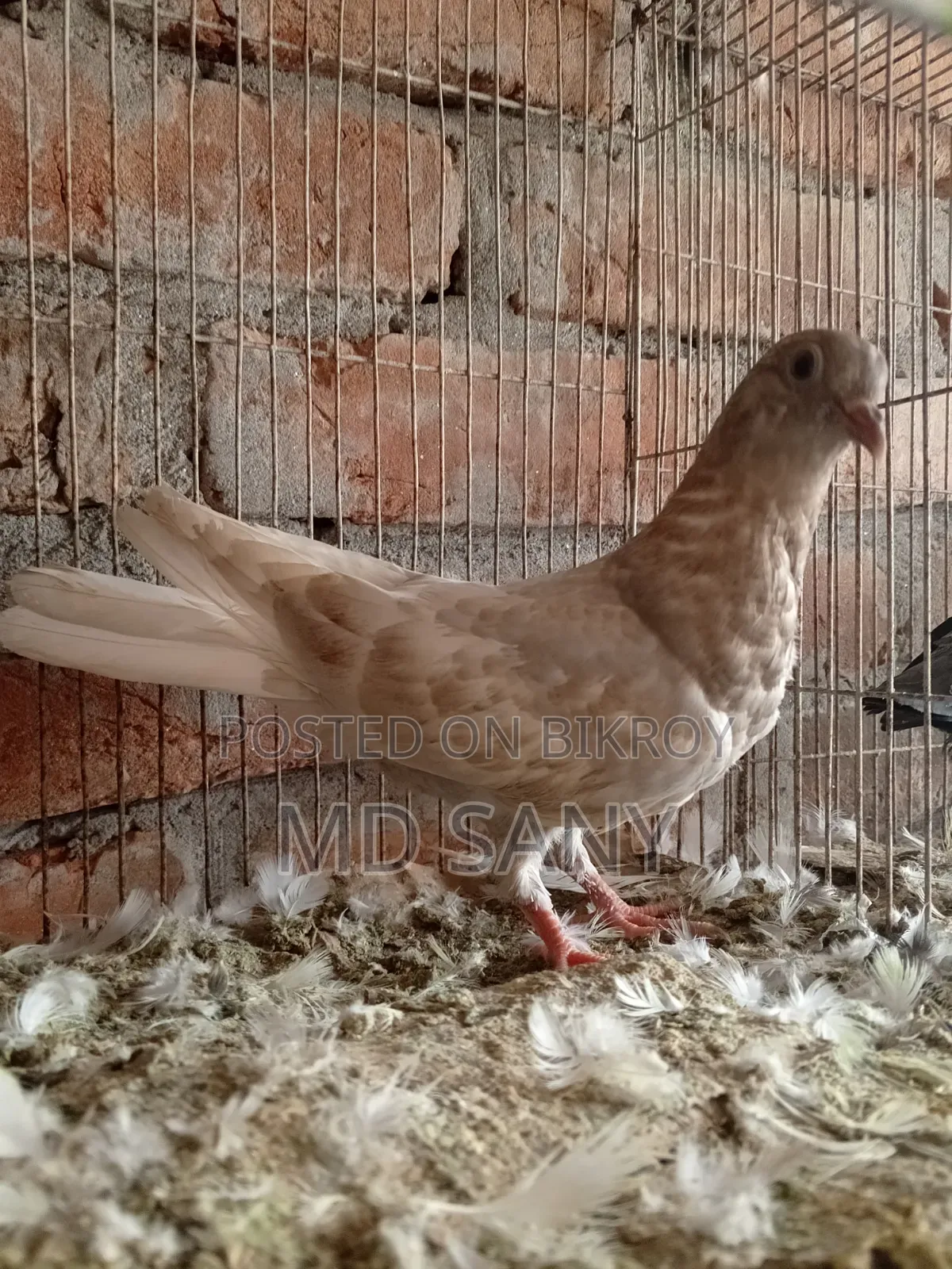 Highfly Pigeon