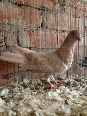 Highfly Pigeon