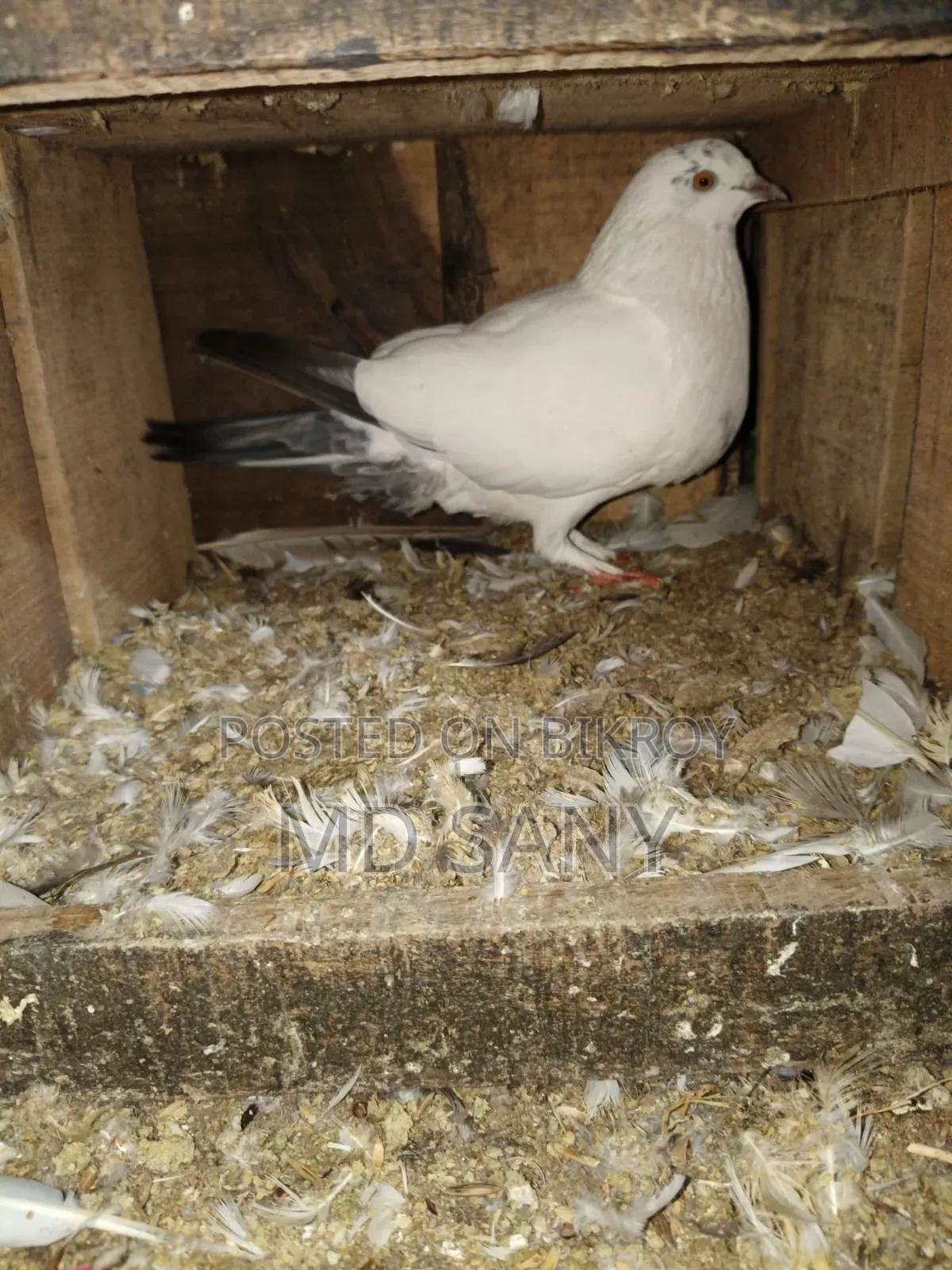 Highfly Pigeon