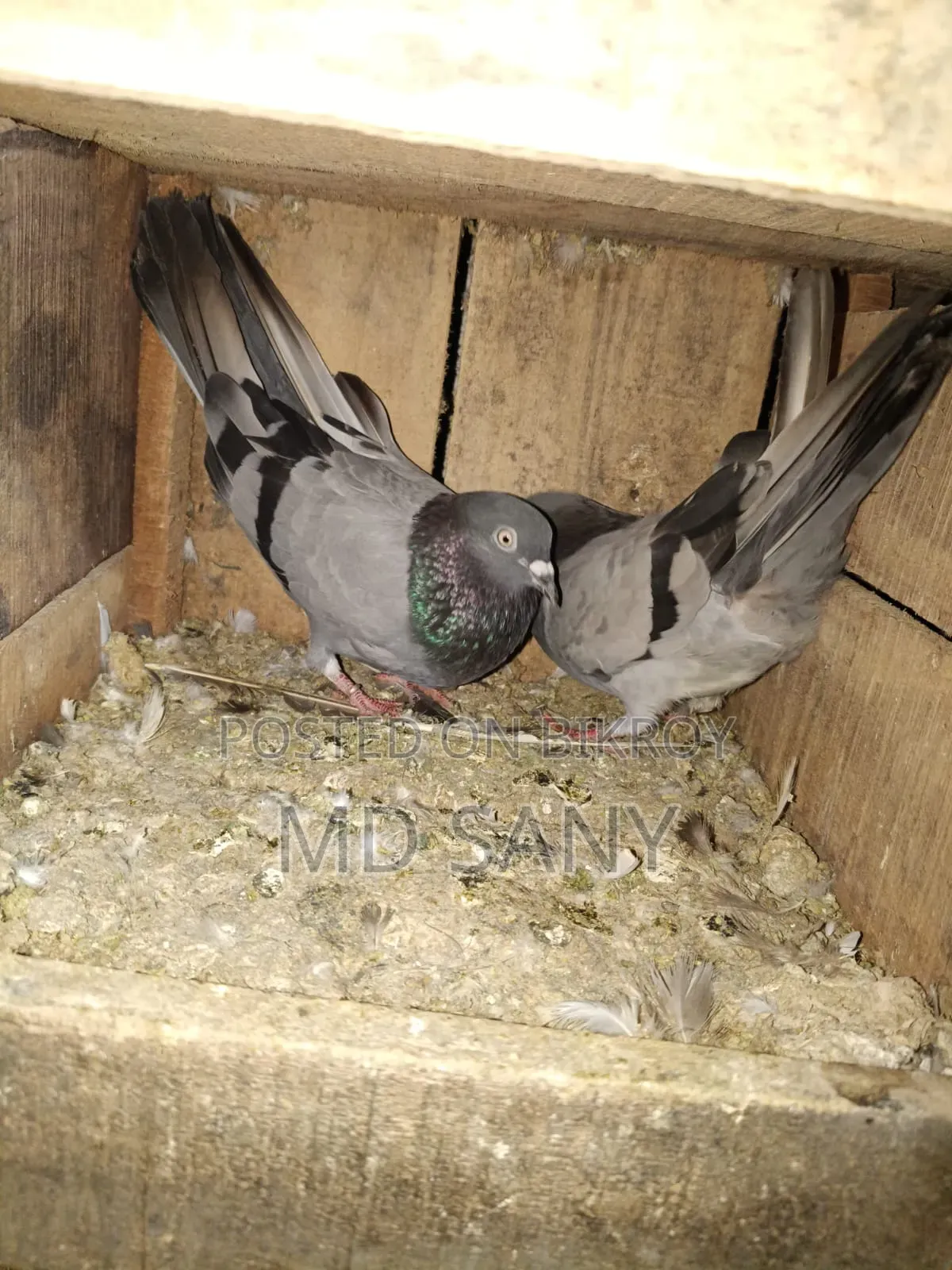 Highfly Pigeon