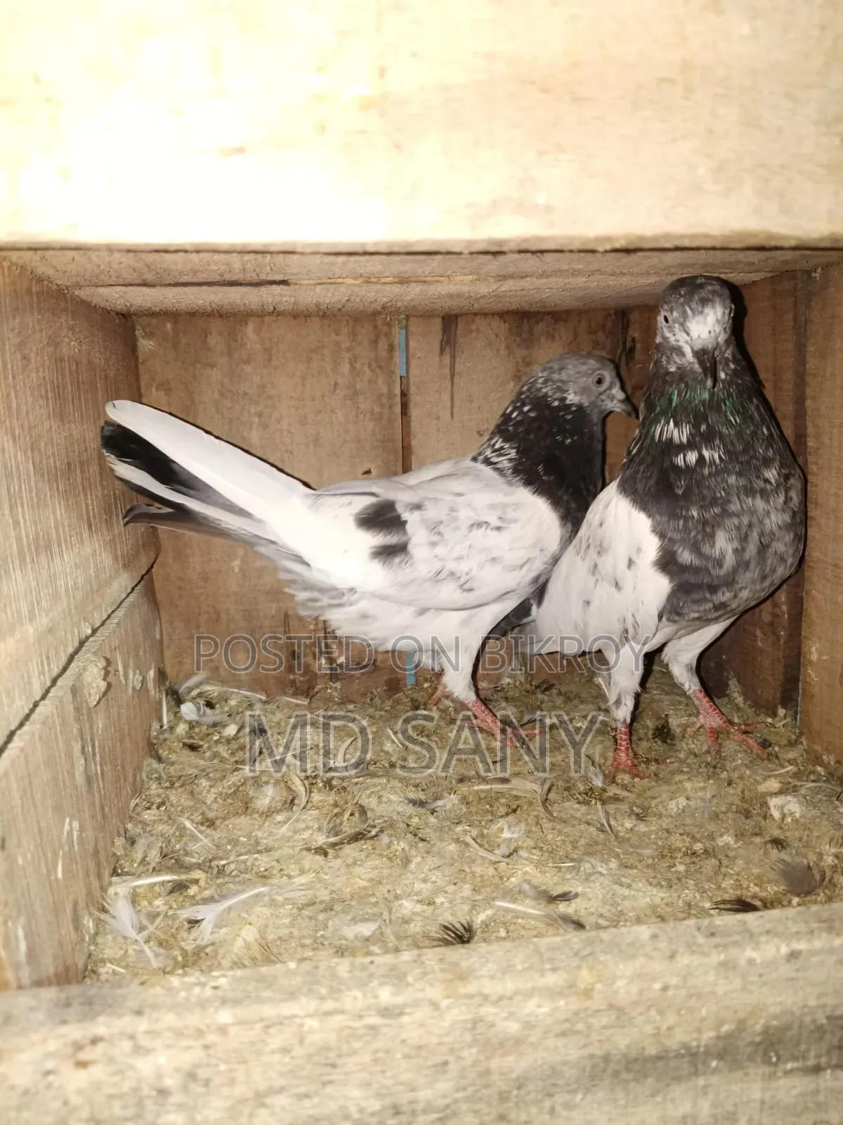 Highfly Pigeon