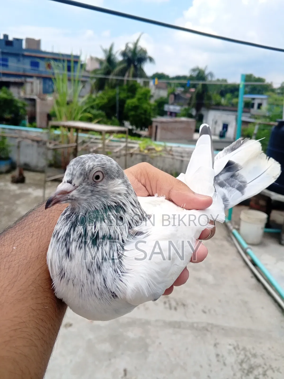 Highfly Pigeon