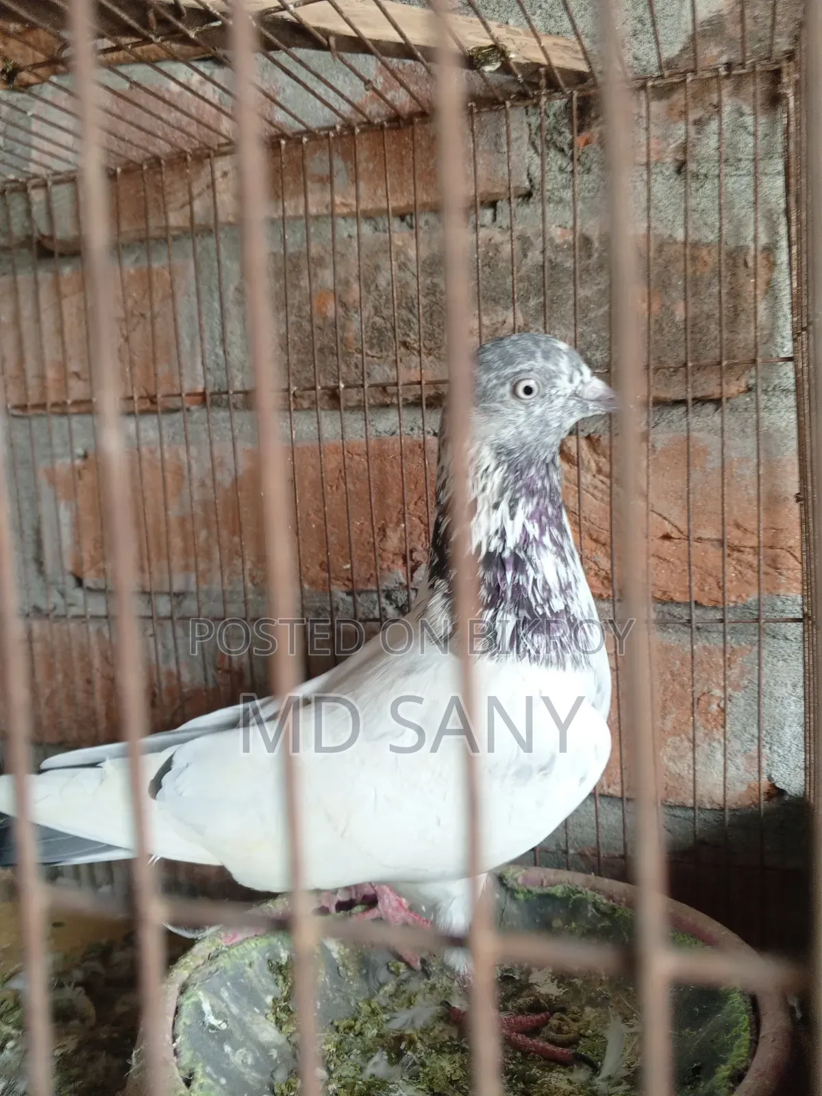 Highfly Pigeon