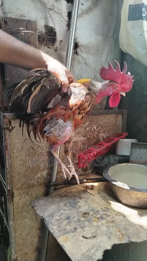 দেশি মোরগ বিক্রি হবে