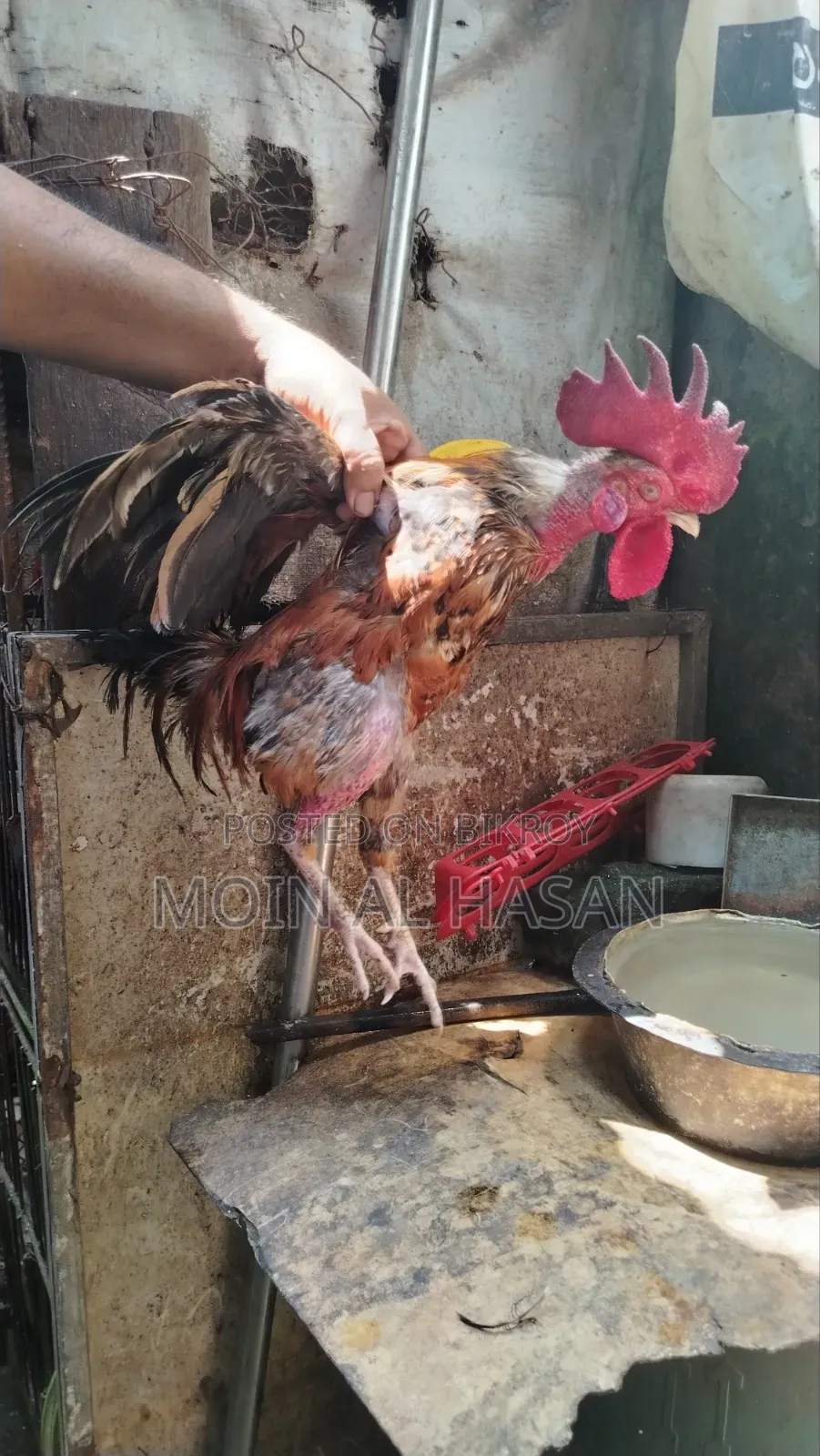 দেশি মোরগ বিক্রি হবে