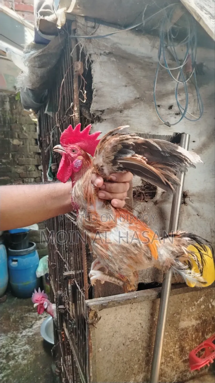 দেশি মোরগ বিক্রি হবে