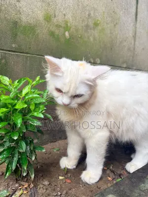 6-12 months Female Mixed Breed Persian