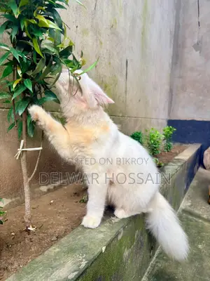 6-12 months Female Mixed Breed Persian
