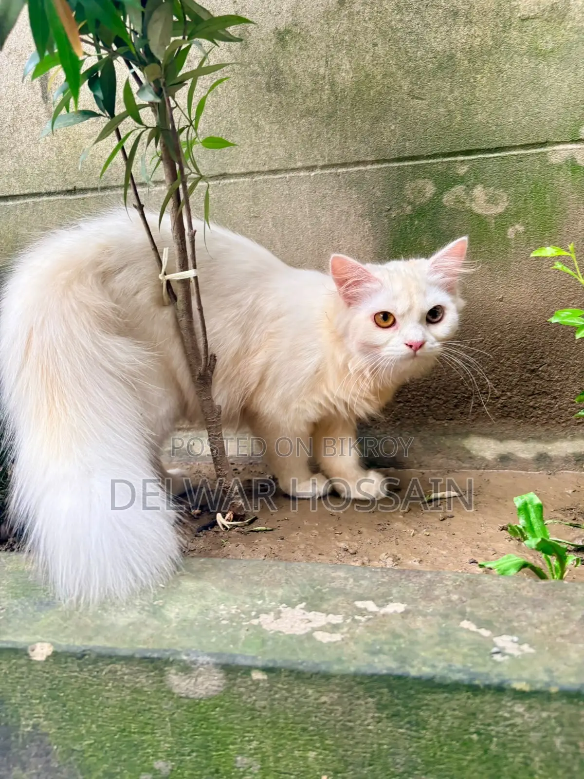 6-12 months Female Mixed Breed Persian