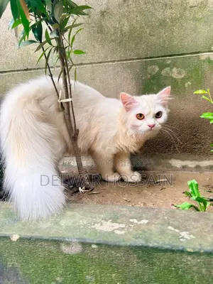 6-12 months Female Mixed Breed Persian