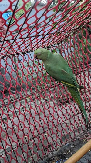 ইন্ডিয়ান রিংনেক (টিয়া পাখি) বিক্রি করা হবে