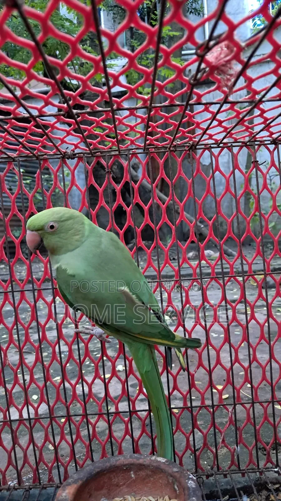 ইন্ডিয়ান রিংনেক (টিয়া পাখি) বিক্রি করা হবে