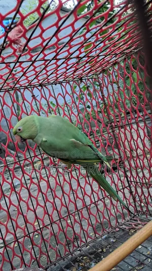 ইন্ডিয়ান রিংনেক (টিয়া পাখি) বিক্রি করা হবে