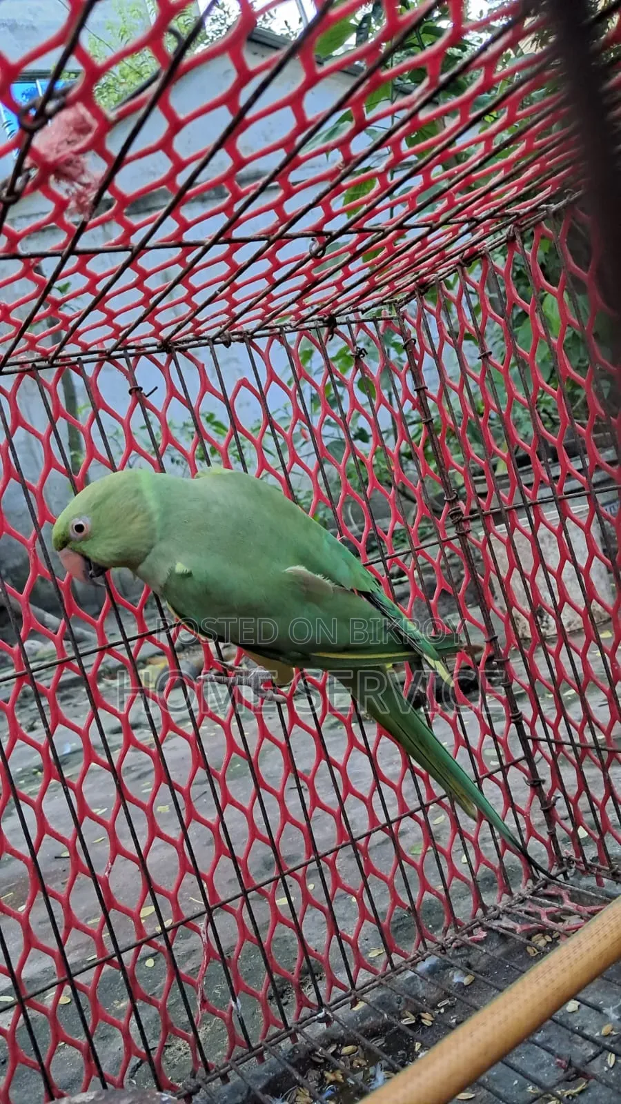 ইন্ডিয়ান রিংনেক (টিয়া পাখি) বিক্রি করা হবে