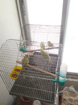 Budgerigar Bird