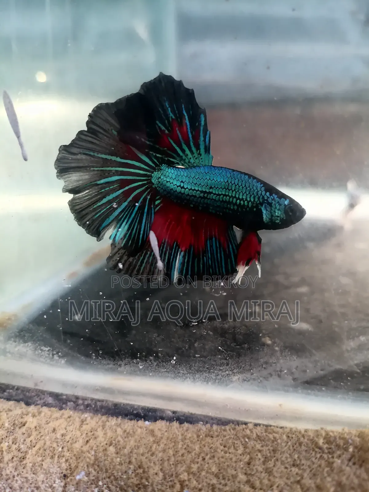 Impoted Betta Fish