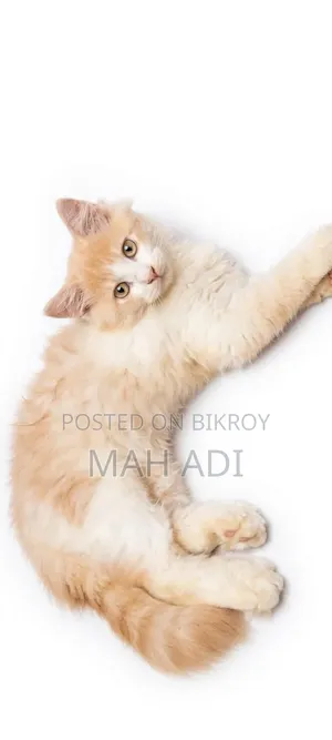 ১-৩ মাস বয়সী পুরুষ পিওরব্রেড পার্সিয়ান