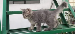 1-3 Months Male Purebred Persian
