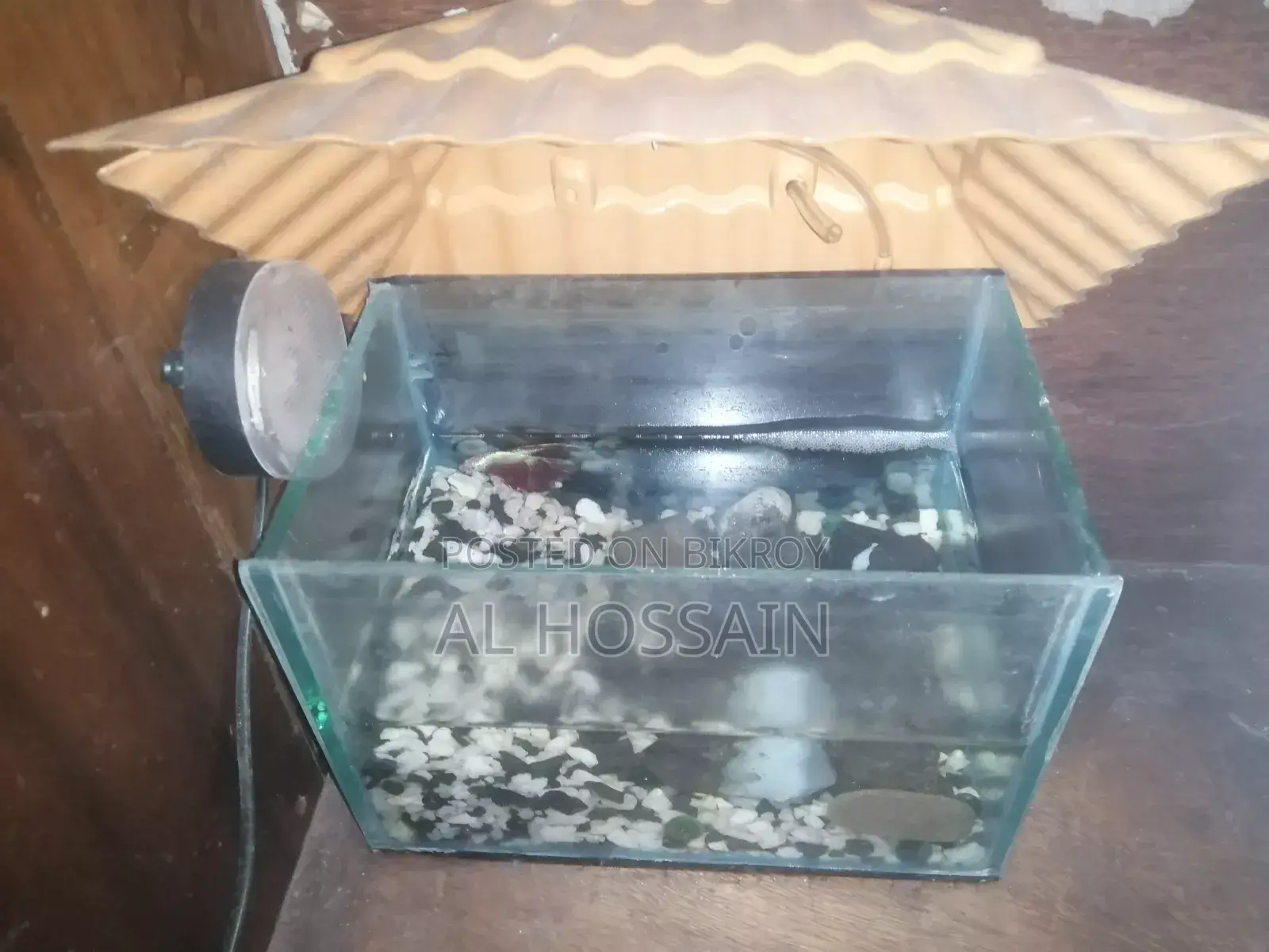 বেটা ফিশ ফাইটার ফিশ