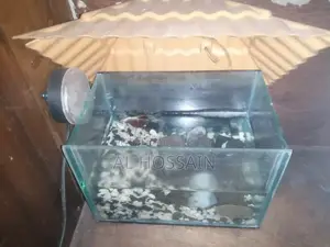 বেটা ফিশ ফাইটার ফিশ