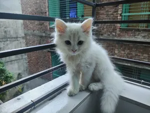 ১-৩ মাসের ফিমেল পিওরব্রেড পার্সিয়ান