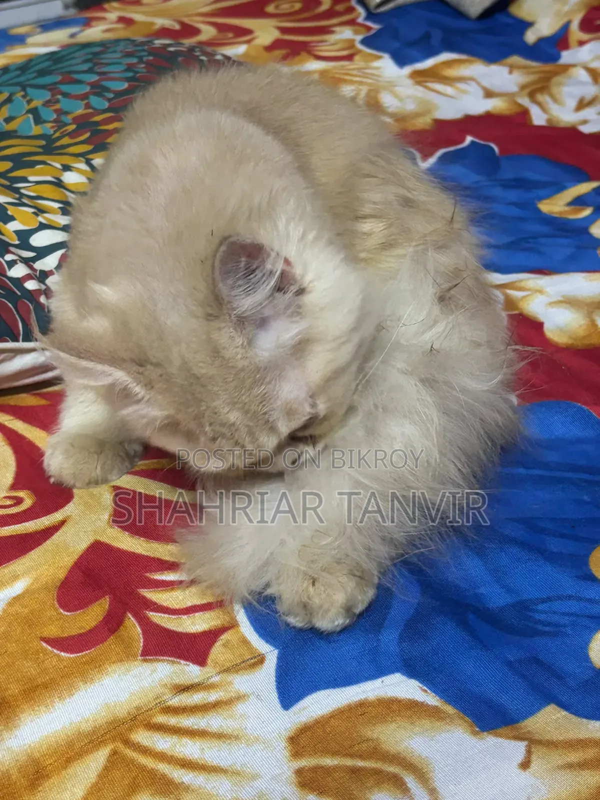 3-6 Months Female Purebred Persian