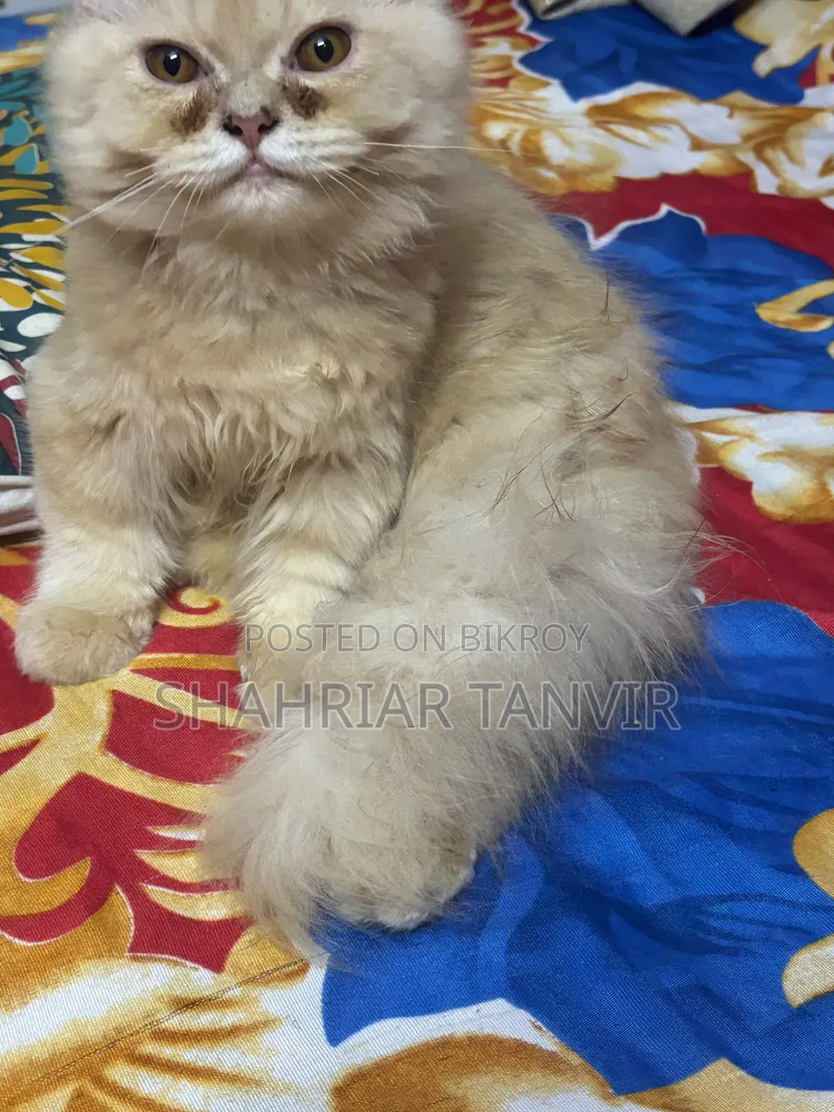 3-6 Months Female Purebred Persian