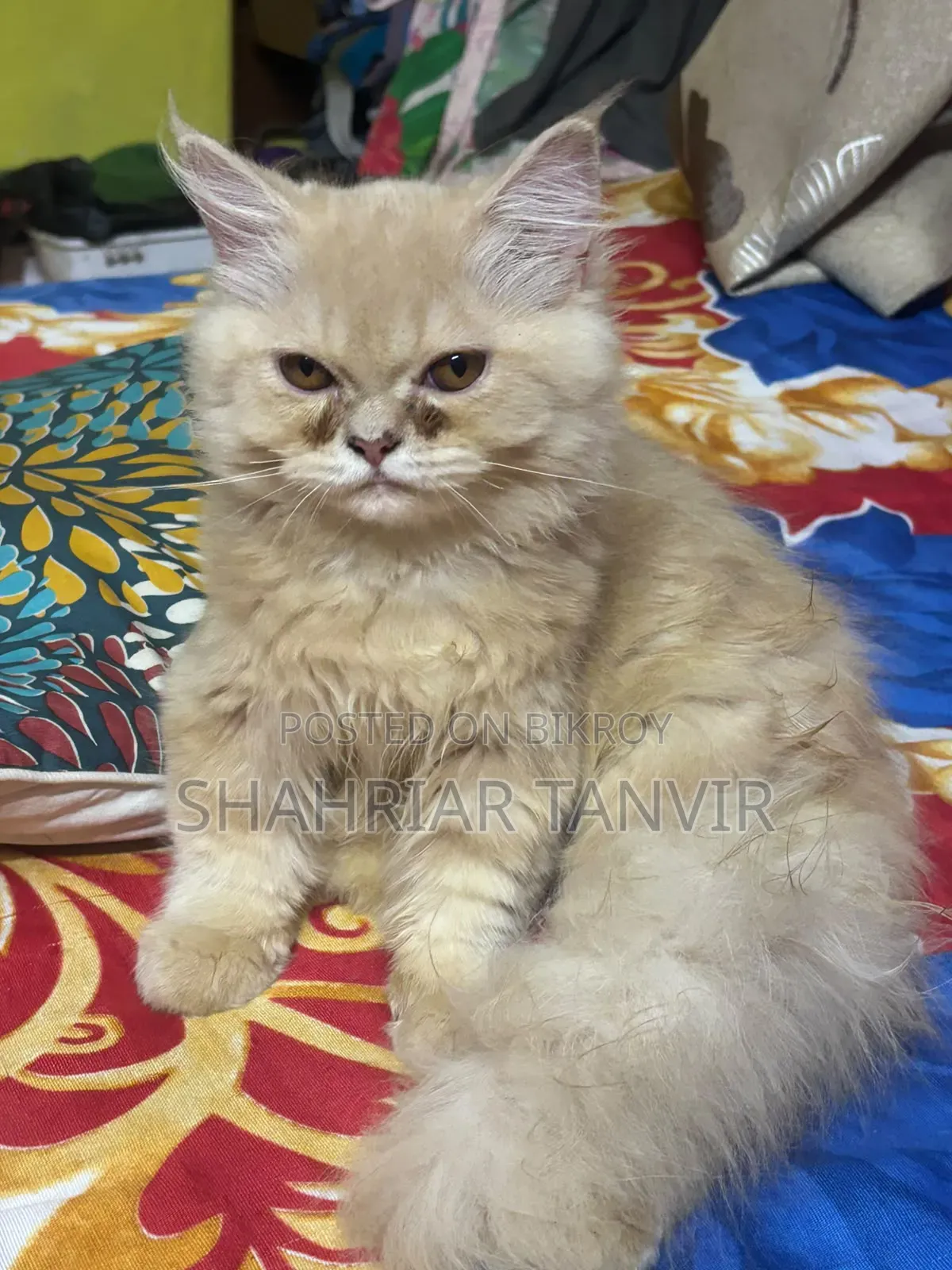 3-6 Months Female Purebred Persian
