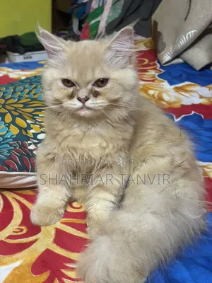 3-6 Months Female Purebred Persian